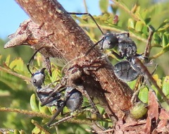 Oxyrhachis
