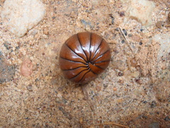 Arthrosphaera brandtii