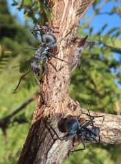 Oxyrhachis