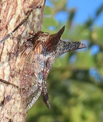 Oxyrhachis