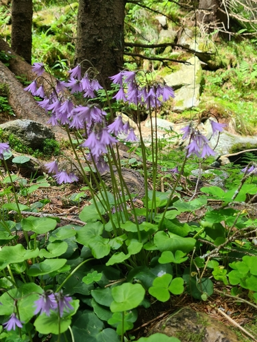 Soldanella major, photograph 1