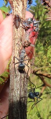 Oxyrhachis