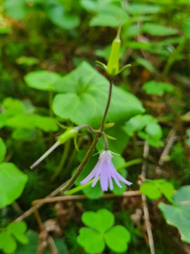 Soldanella major, photograph 2