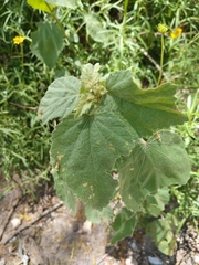 Malvastrum americanum