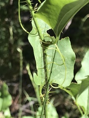 Smilax californica