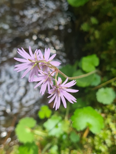 Soldanella major, photograph 3