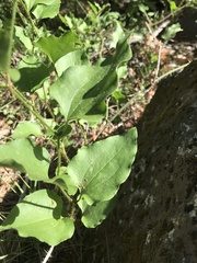 Smilax californica
