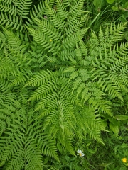 Pteridium pinetorum