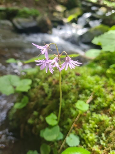 Soldanella major, photograph 4