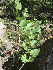 Smilax californica