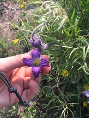 Clematis hirsutissima