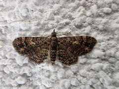 Gymnoscelis insulariata