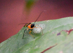Hiranetis braconiformis