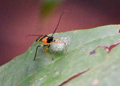 Hiranetis braconiformis