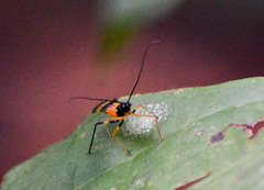 Hiranetis braconiformis