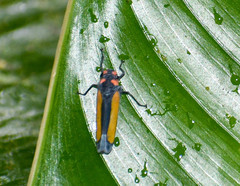 Sphaeropogonia aureatula