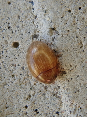 Simplocaria semistriata