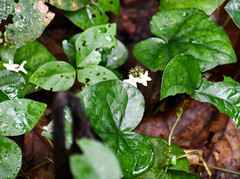 Geophila