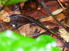 Loxopholis parietalis