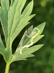 Phytomyza ranunculi