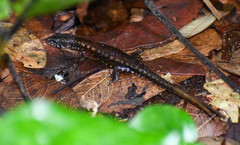 Loxopholis parietalis