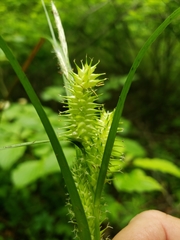 Carex retrorsa
