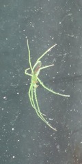 Tetragnatha viridis