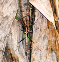 Pseudophasma bispinosum