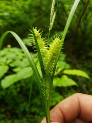 Carex retrorsa