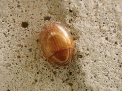 Simplocaria semistriata