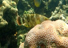 Cheilinus trilobatus