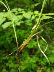 Carex retrorsa