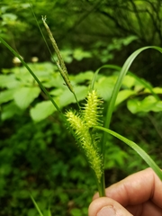 Carex retrorsa