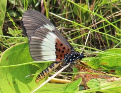 Acraea aganice