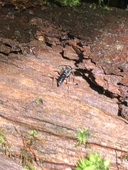 Pachycondyla crassinoda