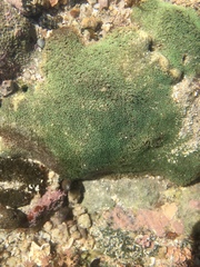 Porites panamensis