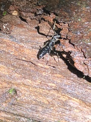 Pachycondyla crassinoda