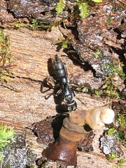 Pachycondyla crassinoda