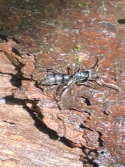 Pachycondyla crassinoda