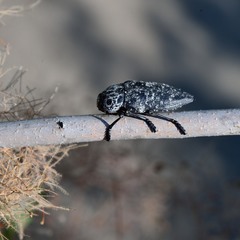 Capnodis cariosa