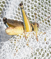 Melanoplus bispinosus