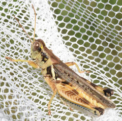 Melanoplus bispinosus