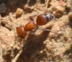 Myrmilloides grandiceps