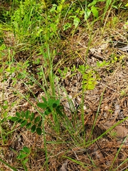 Tephrosia onobrychoides