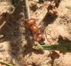 Myrmilloides grandiceps