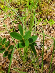 Tephrosia onobrychoides