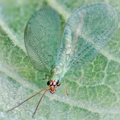 Chrysopa oculata