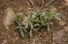 Lupinus lepidus confertus