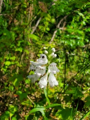 Physostegia angustifolia
