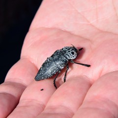 Capnodis cariosa